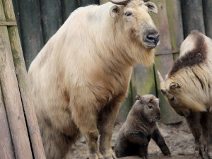 V zoologické zahradě se vloni narodilo přes 270 mláďat. Často velmi vzácných