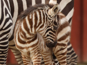 V zoologické zahradě se vloni narodilo přes 270 mláďat. Často velmi vzácných