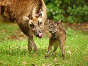 V zoologické zahradě se vloni narodilo přes 270 mláďat. Často velmi vzácných