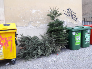 Co s vánočním stromkem? V pondělí začíná jejich svoz