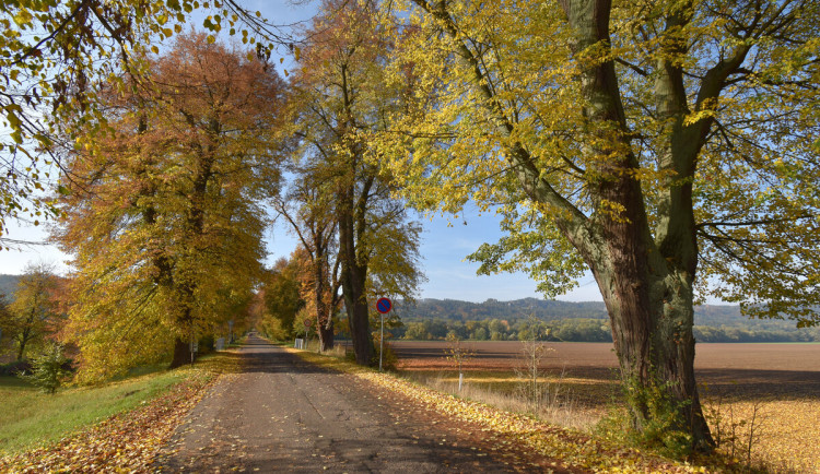 Nominovaná alej v Sedmihorkách.