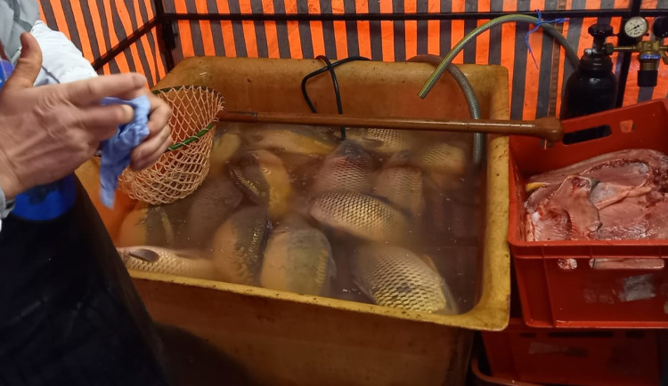 Prodejce v Brně nabízel maso z uhynulých kaprů, pak napadl kontrolující inspektorky