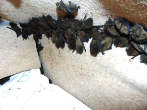 Záchranná stanice Archa přijala vloni rekordní počet zvířat. Nejvíc bylo netopýrů či ježků