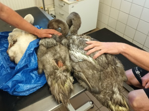 Záchranná stanice Archa přijala vloni rekordní počet zvířat. Nejvíc bylo netopýrů či ježků