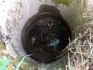 Záchranná stanice Archa přijala vloni rekordní počet zvířat. Nejvíc bylo netopýrů či ježků