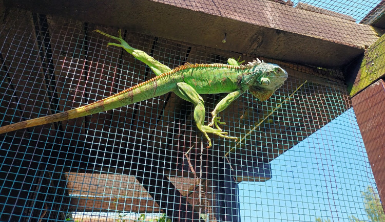 Leguán zelený přežil venku nízké teploty.