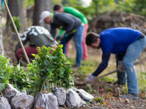 Nadace podpořila záchranu tetřívka i výsadbu druhově pestrých lesů