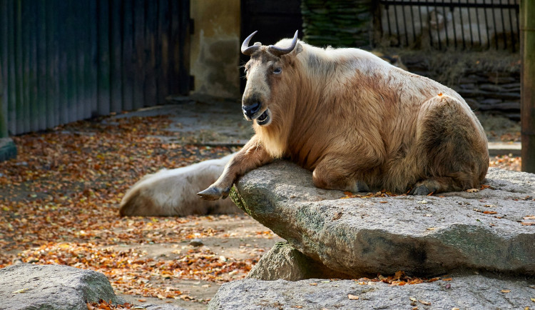 Takin čínský je chloubou zahrady.