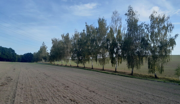 Alej v Karlovicích.