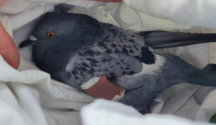 Ochránci upozorňují na nevhodné odchyty a hubení holubů, vyzývají ke stavbám holubníků