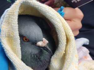 Ochránci upozorňují na nevhodné odchyty a hubení holubů, vyzývají ke stavbám holubníků