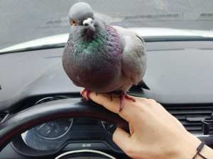 Ochránci upozorňují na nevhodné odchyty a hubení holubů, vyzývají ke stavbám holubníků