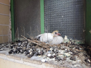 Ochránci upozorňují na nevhodné odchyty a hubení holubů, vyzývají ke stavbám holubníků
