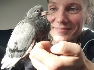 Ochránci upozorňují na nevhodné odchyty a hubení holubů, vyzývají ke stavbám holubníků