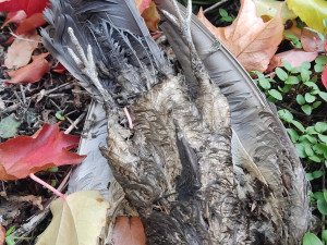 Ochránci upozorňují na nevhodné odchyty a hubení holubů, vyzývají ke stavbám holubníků