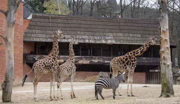 Zoologická zahrada se připravuje na velkou rekonstrukci pavilonu žiraf