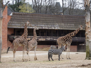 Zoologická zahrada se připravuje na velkou rekonstrukci pavilonu žiraf
