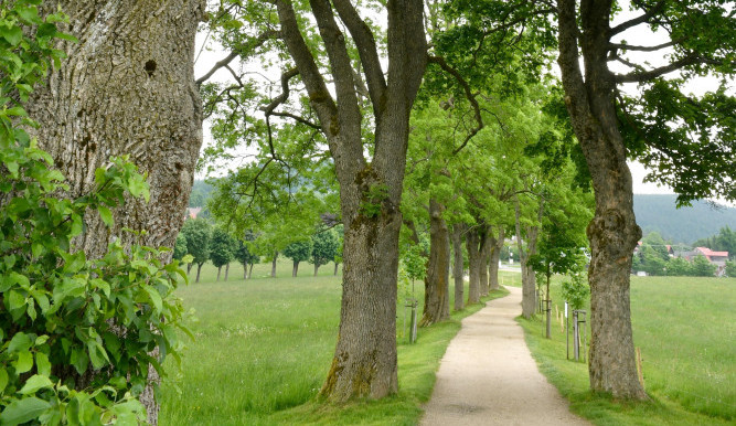 Lesopark Na Sluneční v Příchovicích.