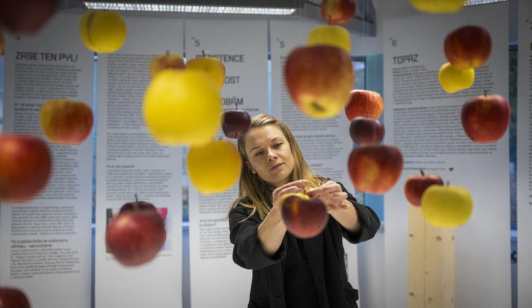 V botanické zahradě se mžete seznámit s odrůdami jablek.