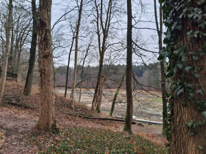 U přehrady pokácí kvůli obnově nábřeží přes 70 stromů. Nové zase vysadí