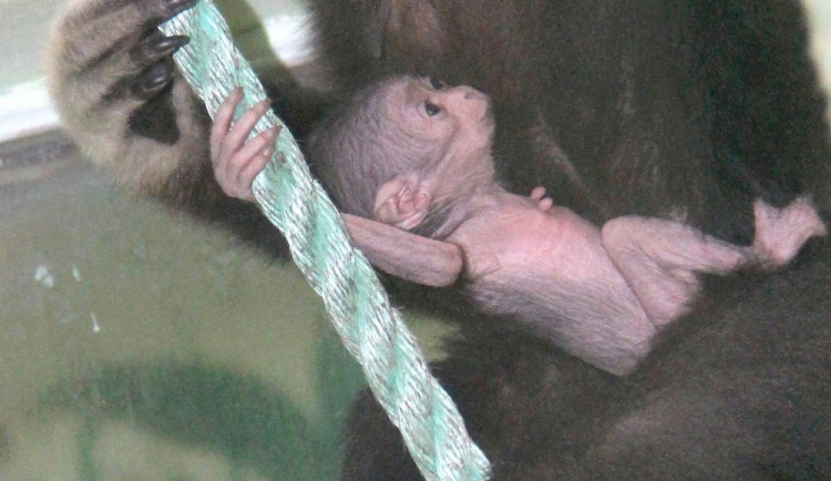 V hodonínské zoo se narodilo roztomilé mládě gibona. Matka si ho pečlivě hlídá