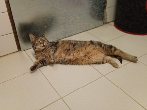 Za majetek nabízený státem lidé vloni utratili přes 3 miliardy. V aukcích bojovali o řopíky i herní konzoli