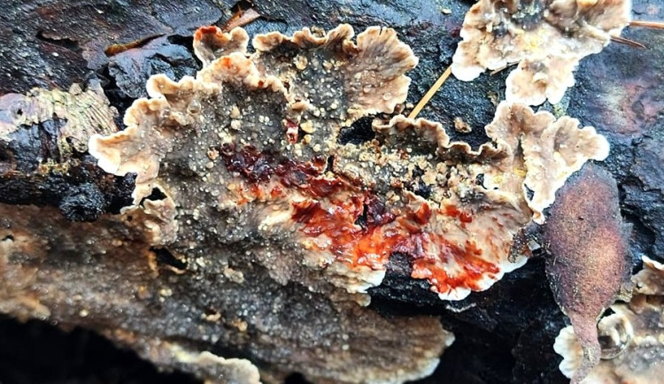 BLOG: Pevník krvavějící, i houby mohou 'krvácet'