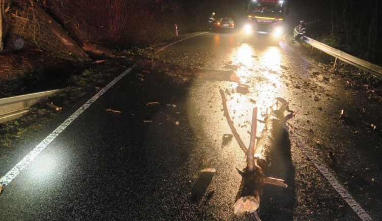 Autu spadla do cesty borovice, řidič už nestačil zareagovat