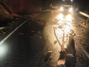 Autu spadla do cesty borovice, řidič už nestačil zareagovat