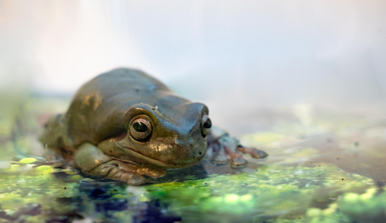 Žabky a jejich nová expozice jsou velkým hitem mezi návštěvníky.