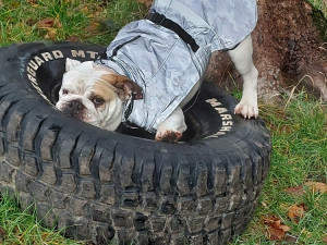 Pes spadl na letišti do nezajištěné kanálové šachty. Vysvobodili ho hasiči