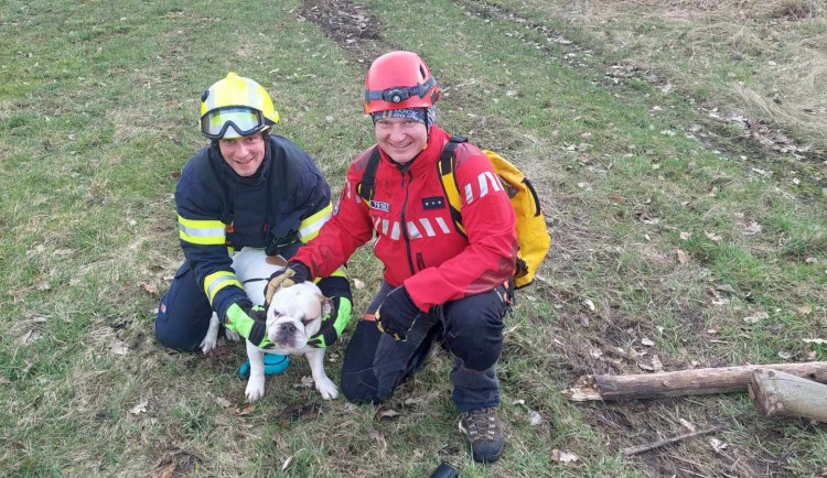 Zachráněný buldok s hasiči.