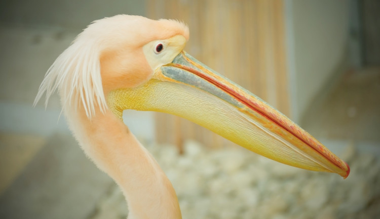 Brněnská zoo se dočasně ujala pelikánů z Hluboké. Opeřenci se na jižní Moravu vrací po třiceti letech