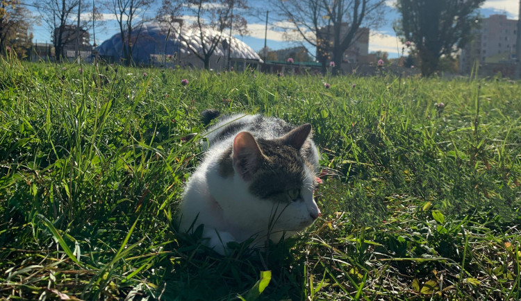 Písek pokračuje v kastračním programu toulavých koček