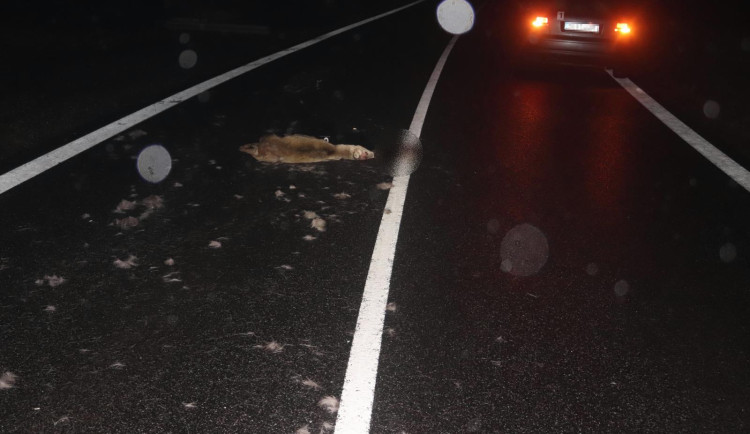 V Libereckém kraji za poslední dobu vzrostl počet srážek s lesní zvěří