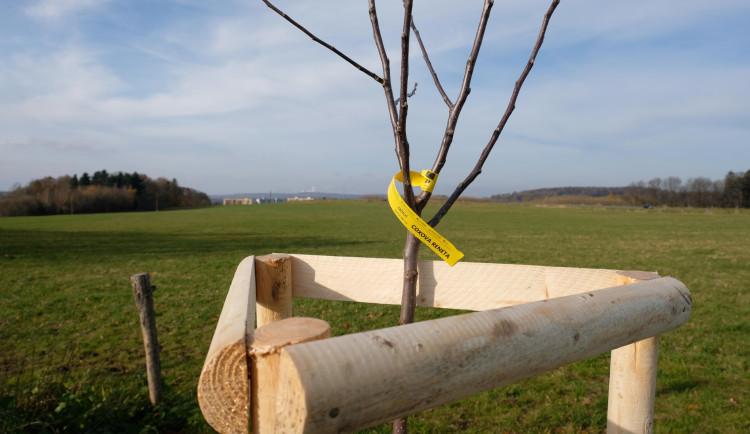 V aleji budou různé druhy ovocných stromů.