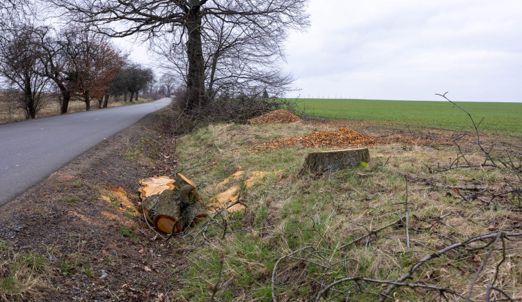 Revitalizace aleje k Uhelné.