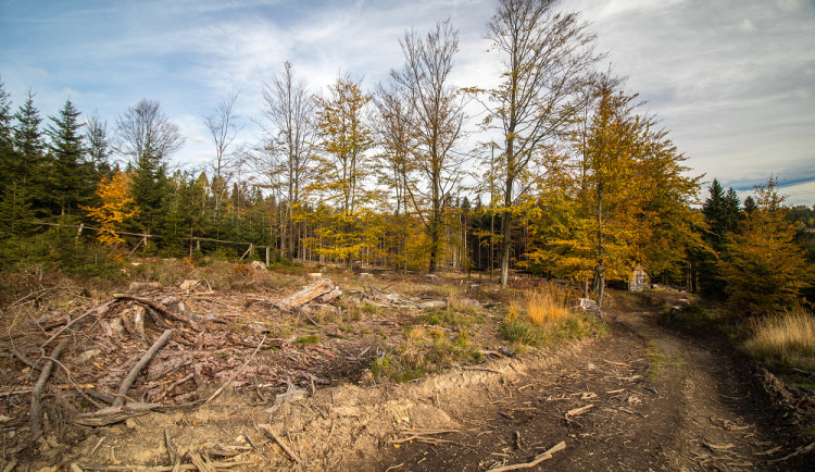 Lesní cesty po kůrovcové kalamitě jsou postupně obnovovány