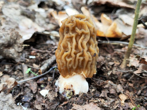 BLOG: Kačenka česká, jedlá a vyhledávaná jarní houba