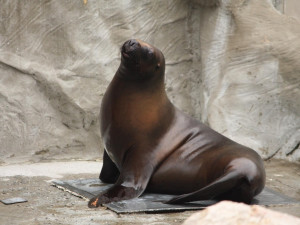 V liberecké zoo nečekaně uhynula samice lachtana Mano, pitva příčinu neodhalila