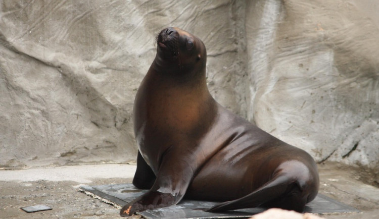 V liberecké zoo nečekaně uhynula samice lachtana Mano, pitva příčinu neodhalila