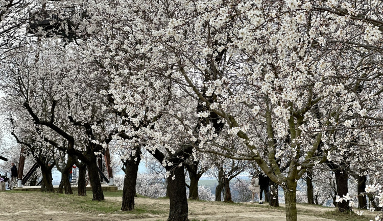 V Hustopečích na Břeclavsku kvetou mandloně. Nadšence do sadů lákají mandlové dobroty i místní vína