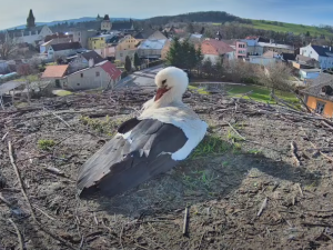 Do Frýdlantu přiletěli očekávaní čápi. Letos je můžete sledovat online