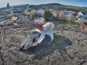 Do Frýdlantu přiletěli očekávaní čápi. Letos je můžete sledovat online