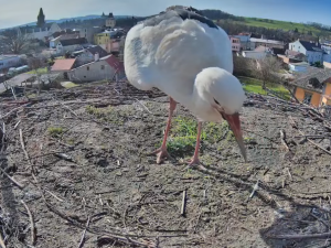 Do Frýdlantu přiletěli očekávaní čápi. Letos je můžete sledovat online