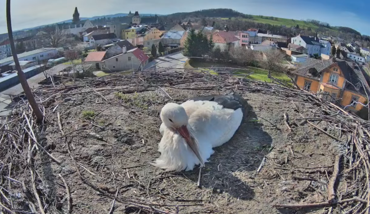 Čáp na hnízdě ve Frýdlantu.