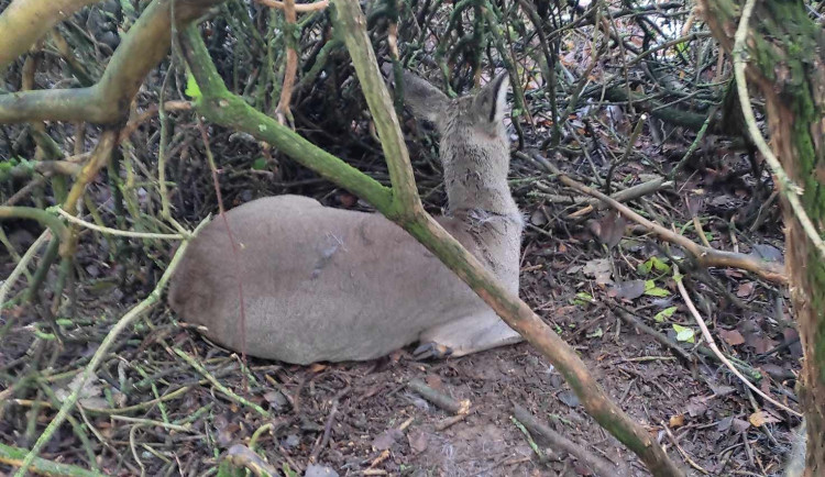 Srnka chycená v pasti.