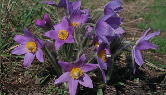 V Brně roste asi patnáct set druhů planých rostlin, patří k nim oblíbené koniklece i kapradiny