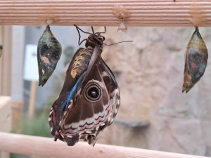 Motýlům nejvíc chutnají téměř nahnilé banány. Seznamte se s životem tropických druhů v nové expozici