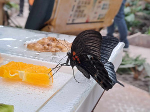 Motýlům nejvíc chutnají téměř nahnilé banány. Seznamte se s životem tropických druhů v nové expozici